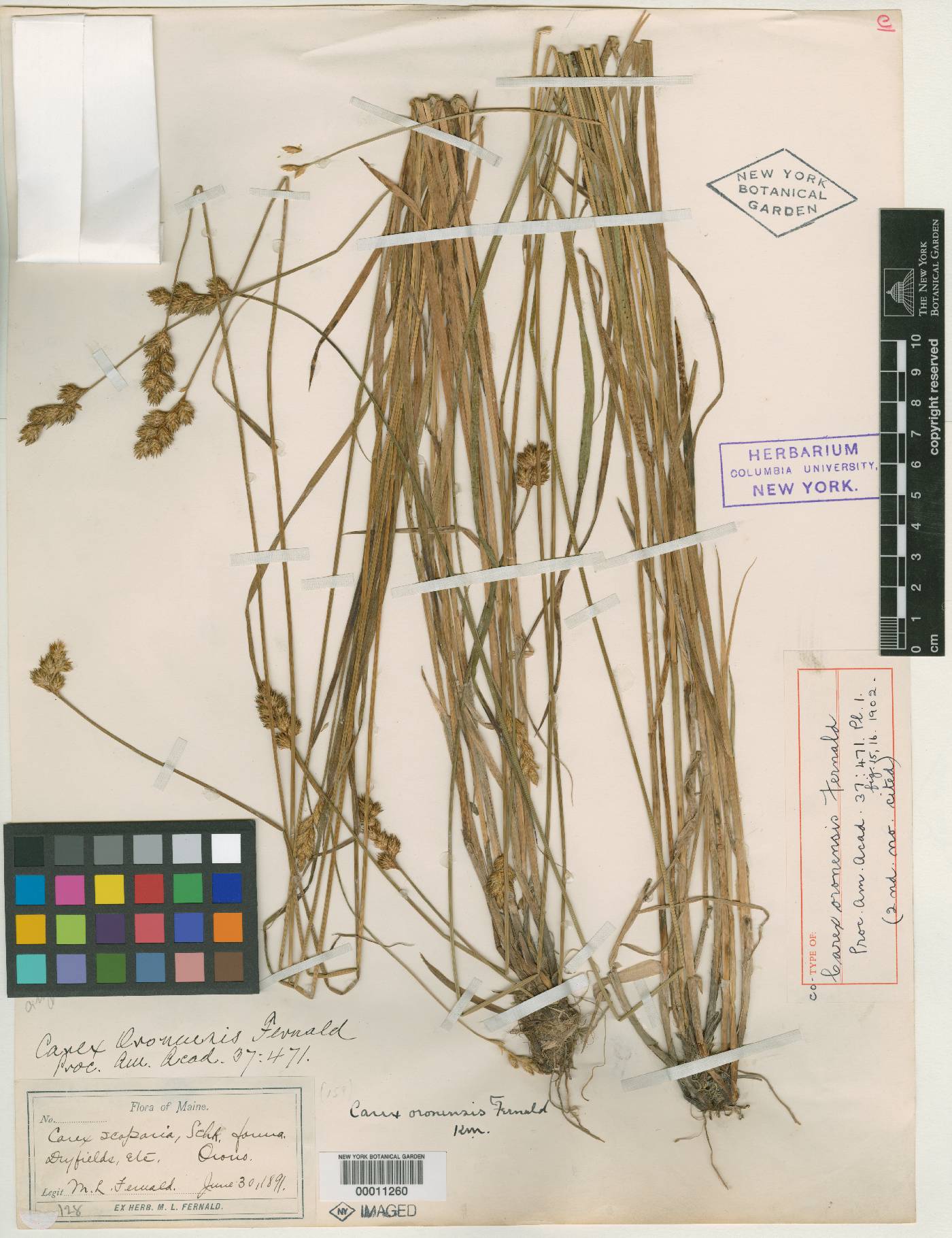 Carex oronensis image