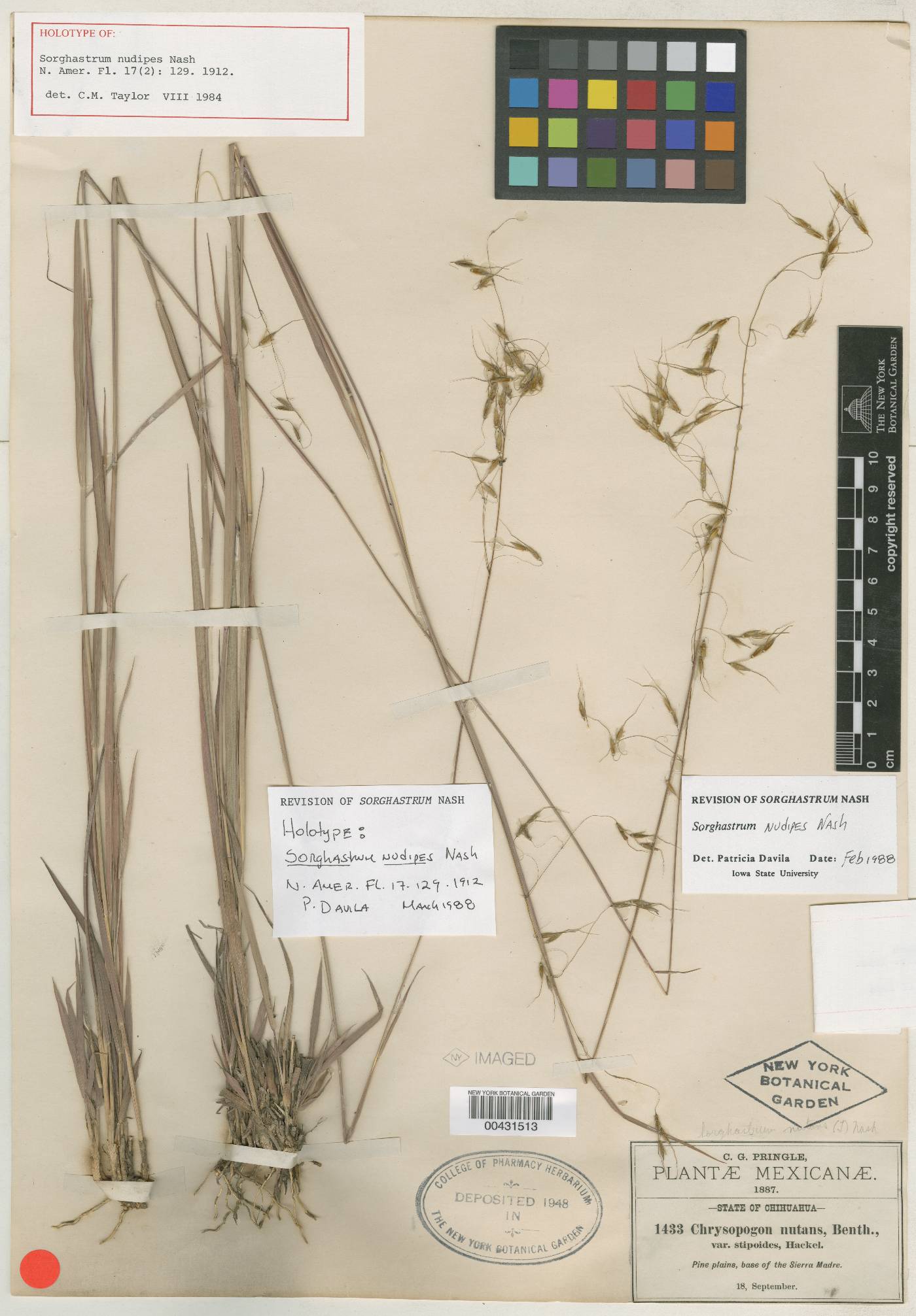 Sorghastrum nudipes image