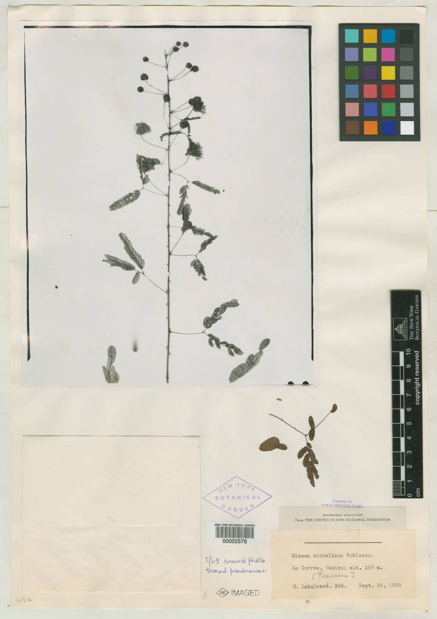 Mimosa micheliana image
