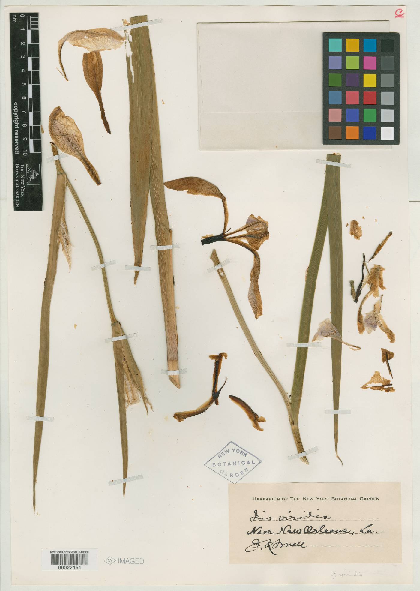 Iris viridis image