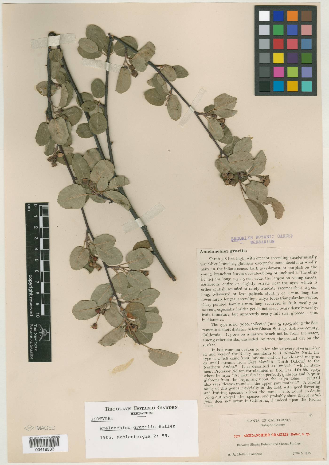 Amelanchier gracilis image