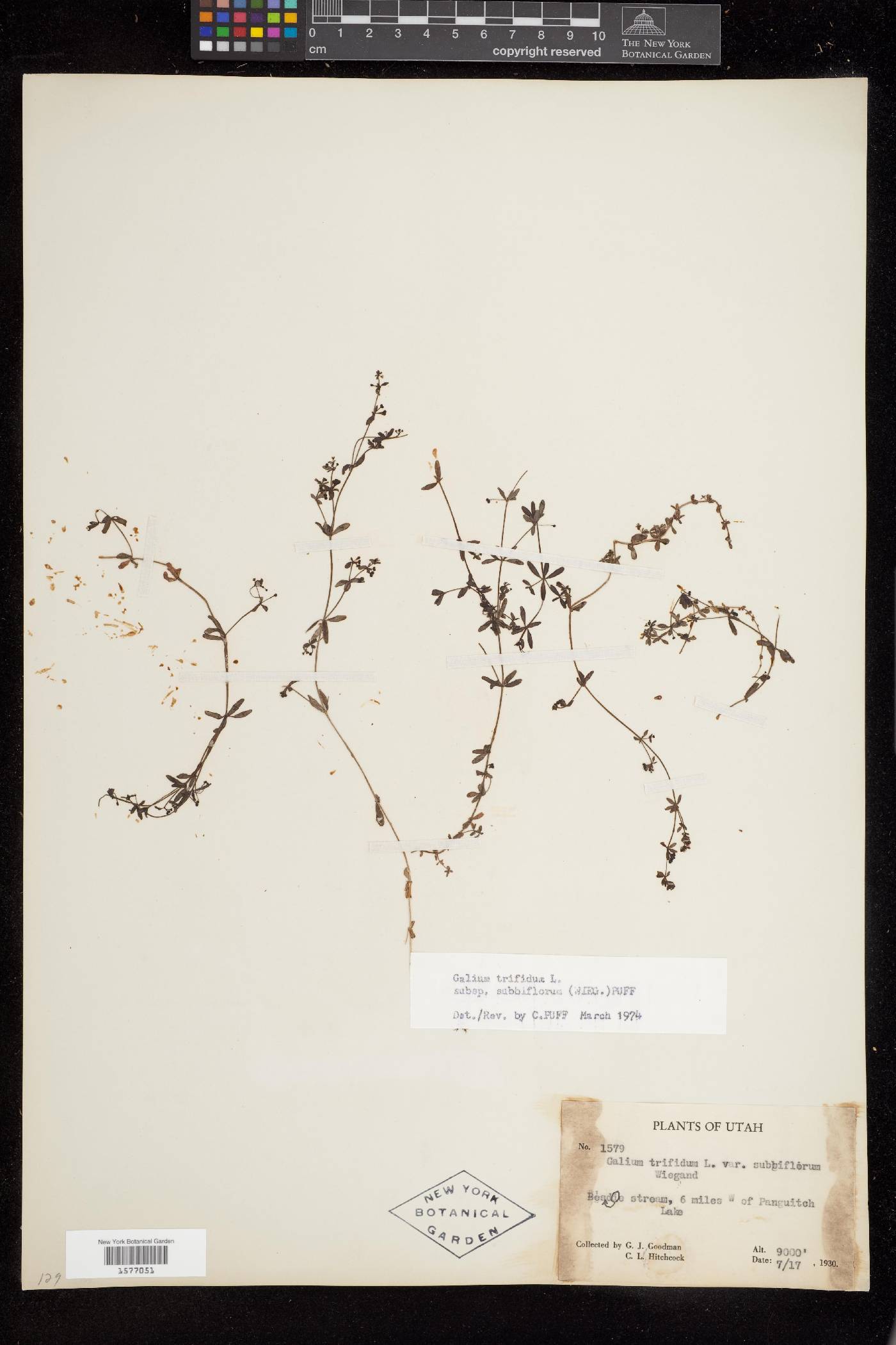 Galium trifidum subsp. columbianum image