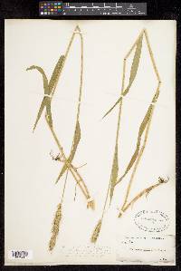 Elymus sibiricus image