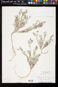 Astragalus vexilliflexus var. vexilliflexus image