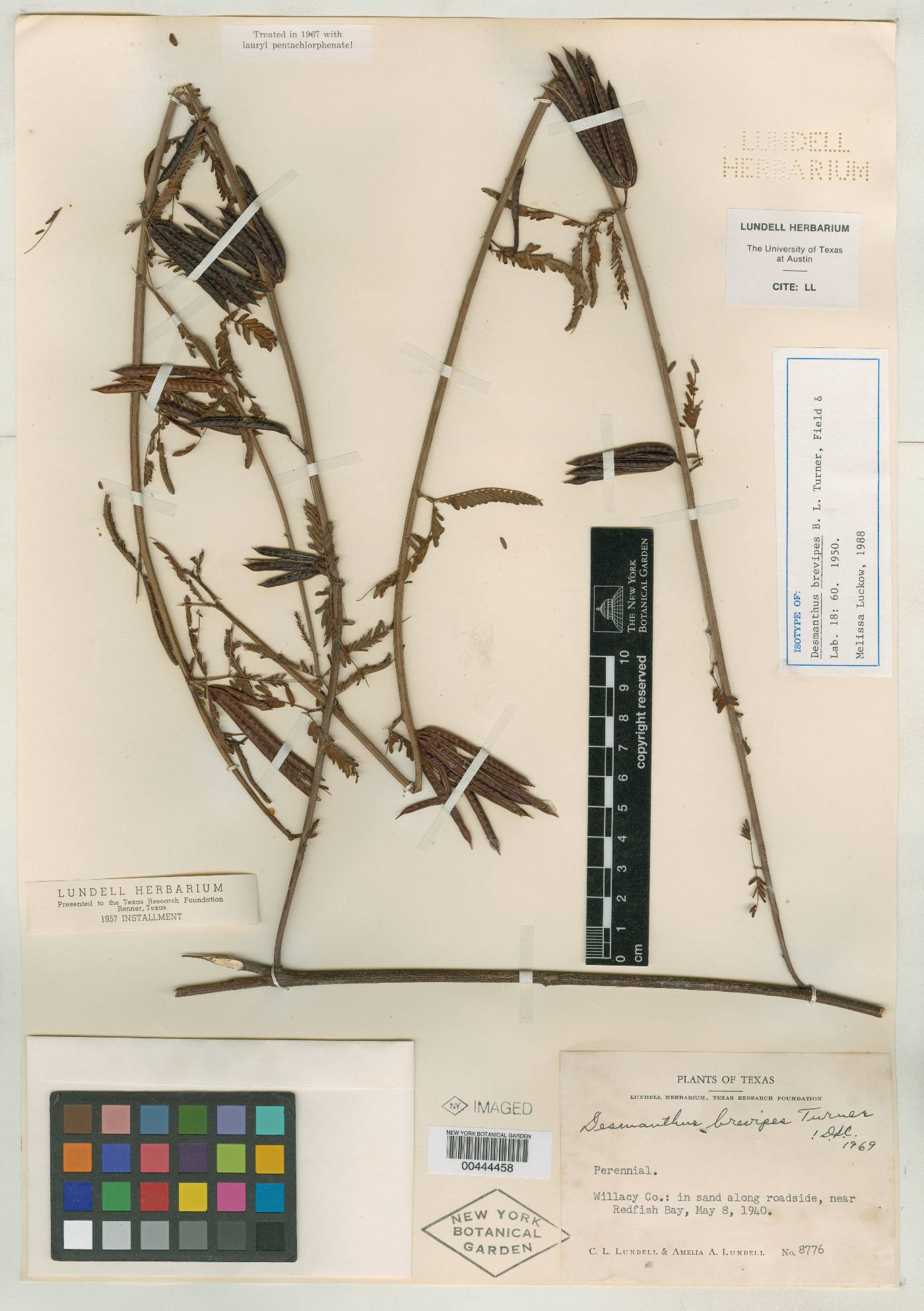 Desmanthus brevipes image