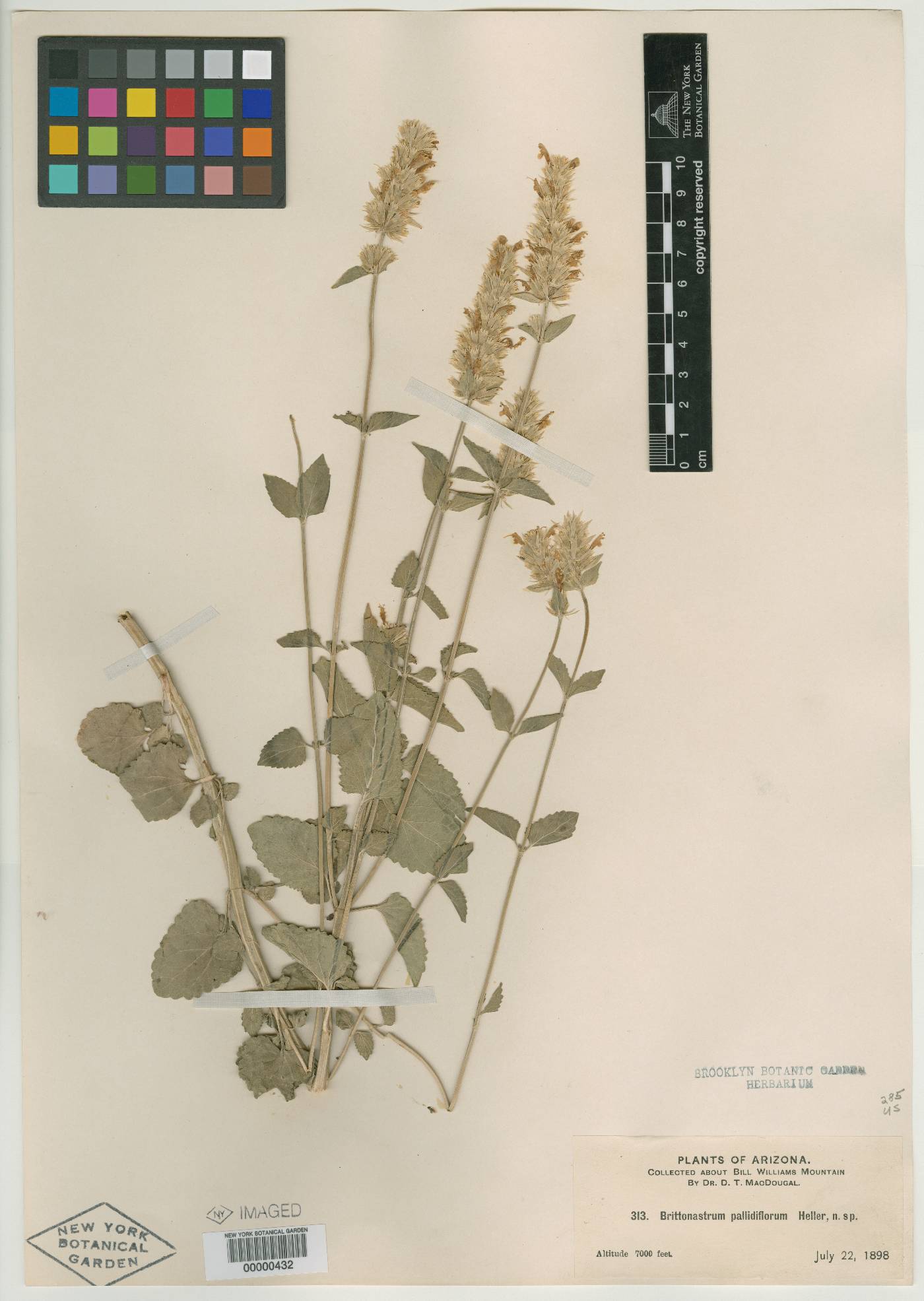 Brittonastrum pallidiflorum image