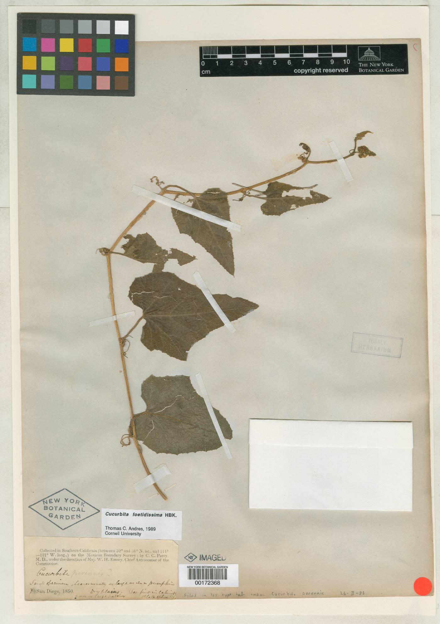 Cucurbita perennis image