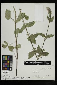 Agastache urticifolia image