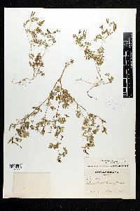 Corydalis micrantha image