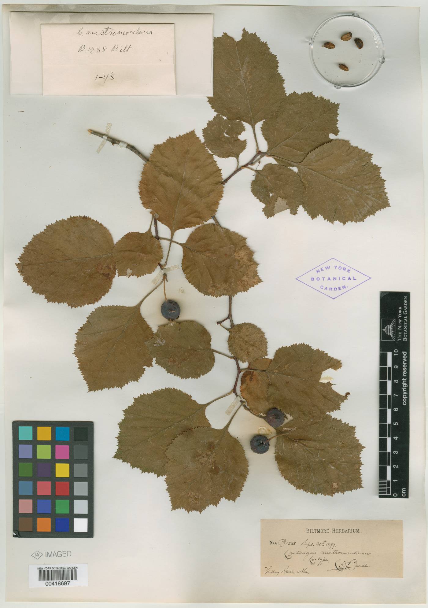 Crataegus austromontana image