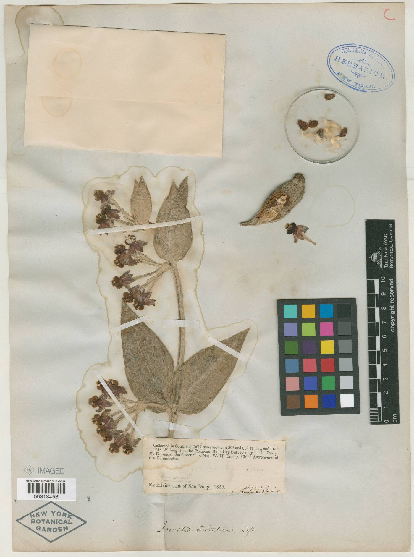 Acerates tomentosa image