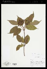 Viburnum lentago image