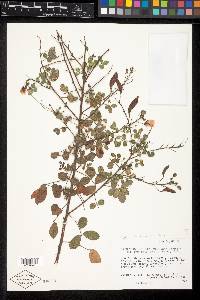 Chamaecrista viscosa var. viscosa image