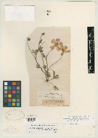 Callirhoe involucrata var. tenuissima image