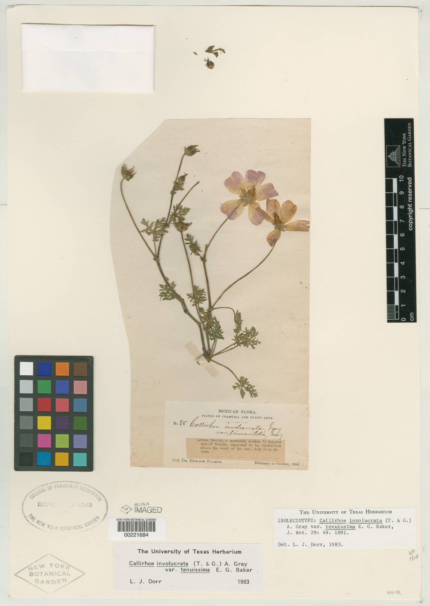 Callirhoe involucrata var. tenuissima image