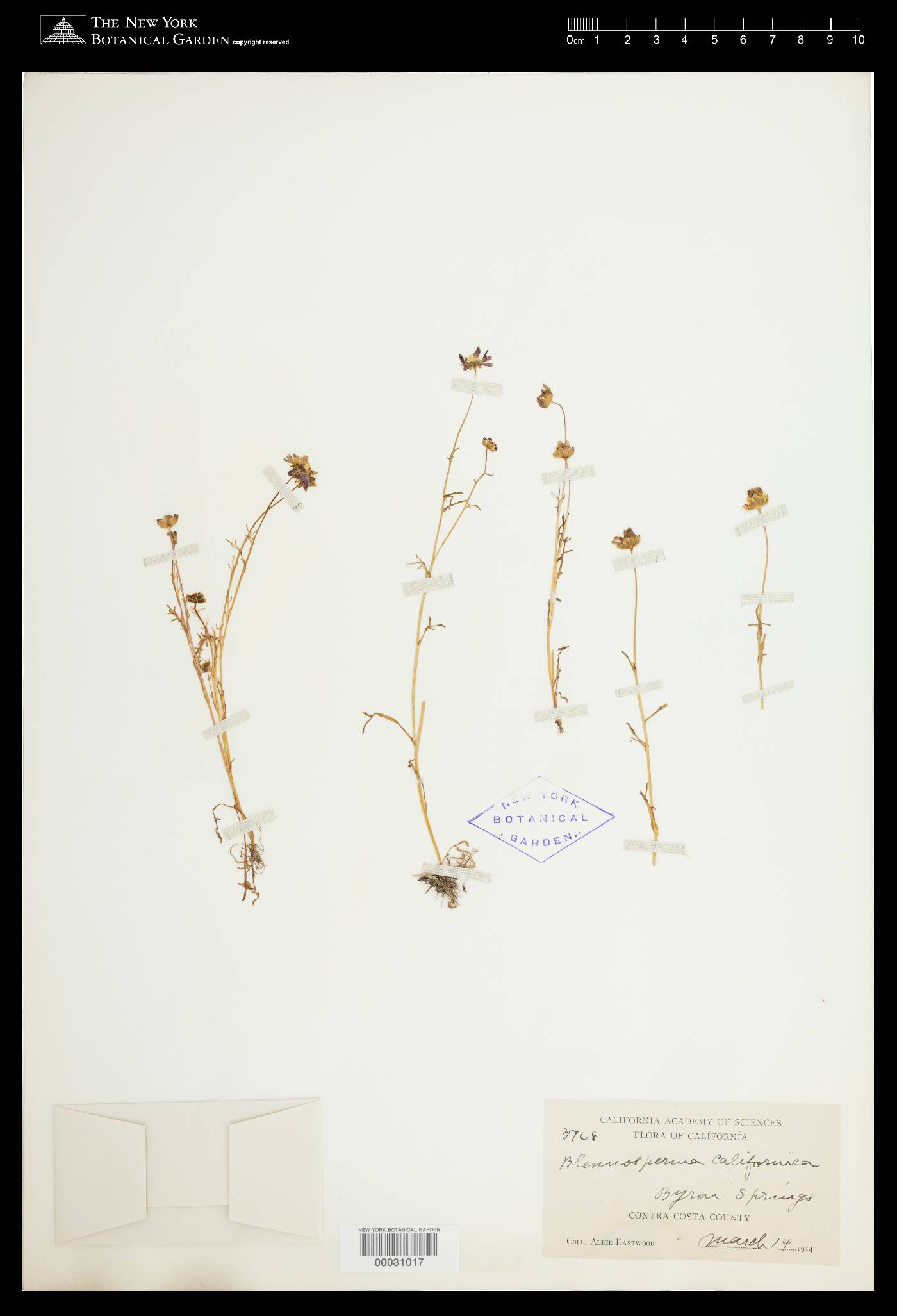 Blennosperma californicum image