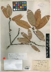 Quercus praineana image
