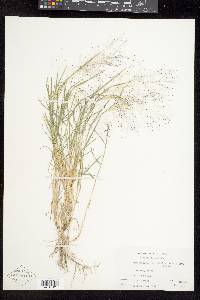 Muhlenbergia asperifolia image