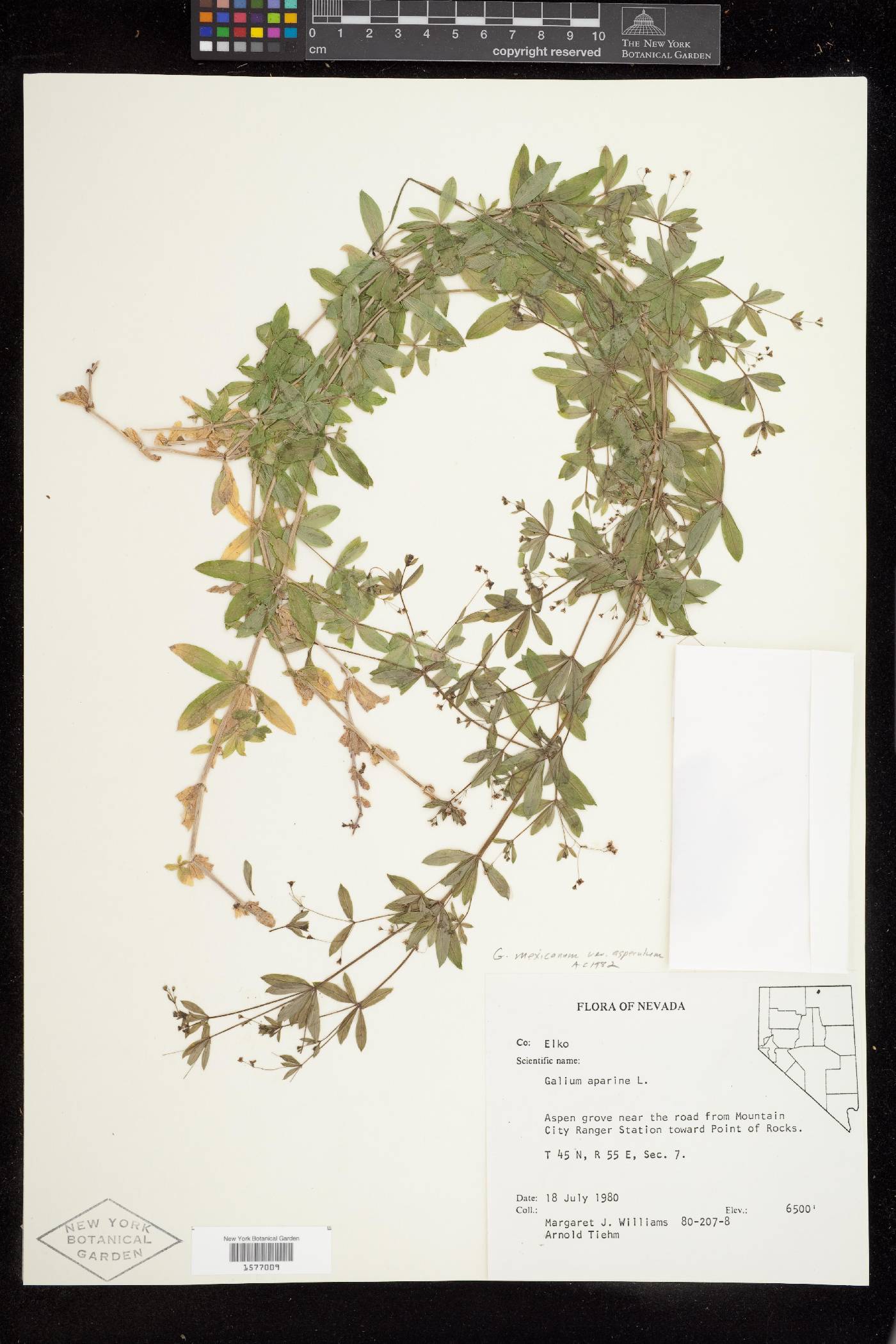 Galium mexicanum subsp. asperulum image