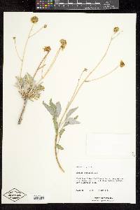 Encelia frutescens image