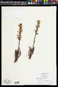 Pedicularis parryi image