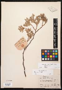 Thuja occidentalis image