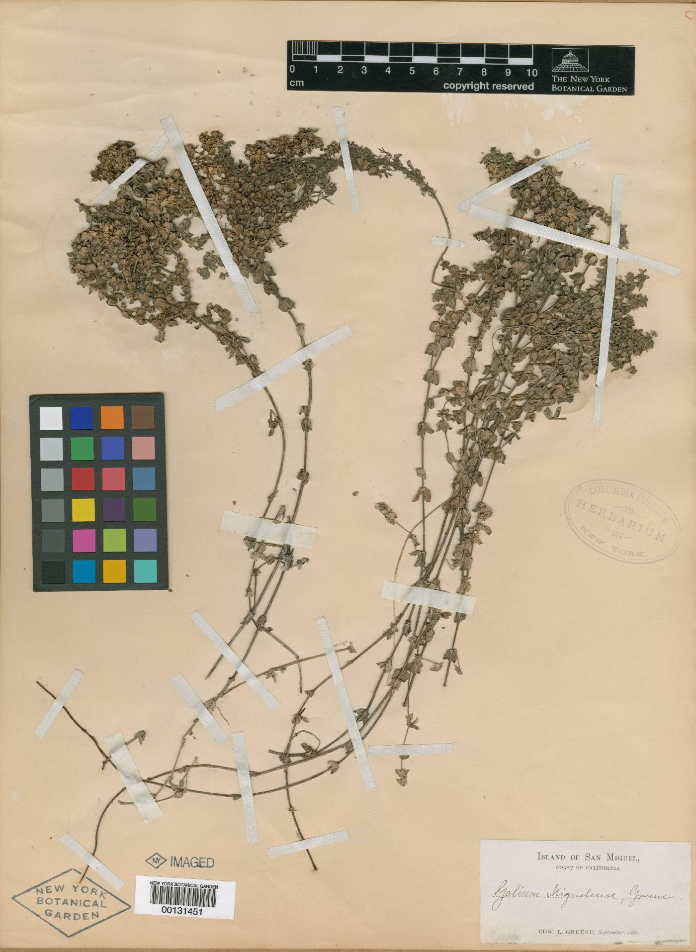 Galium miguelense image