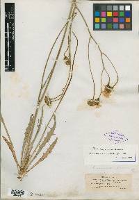 Crepis runcinata subsp. barberi image