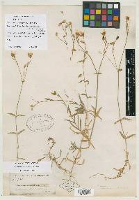 Cerastium arvense image