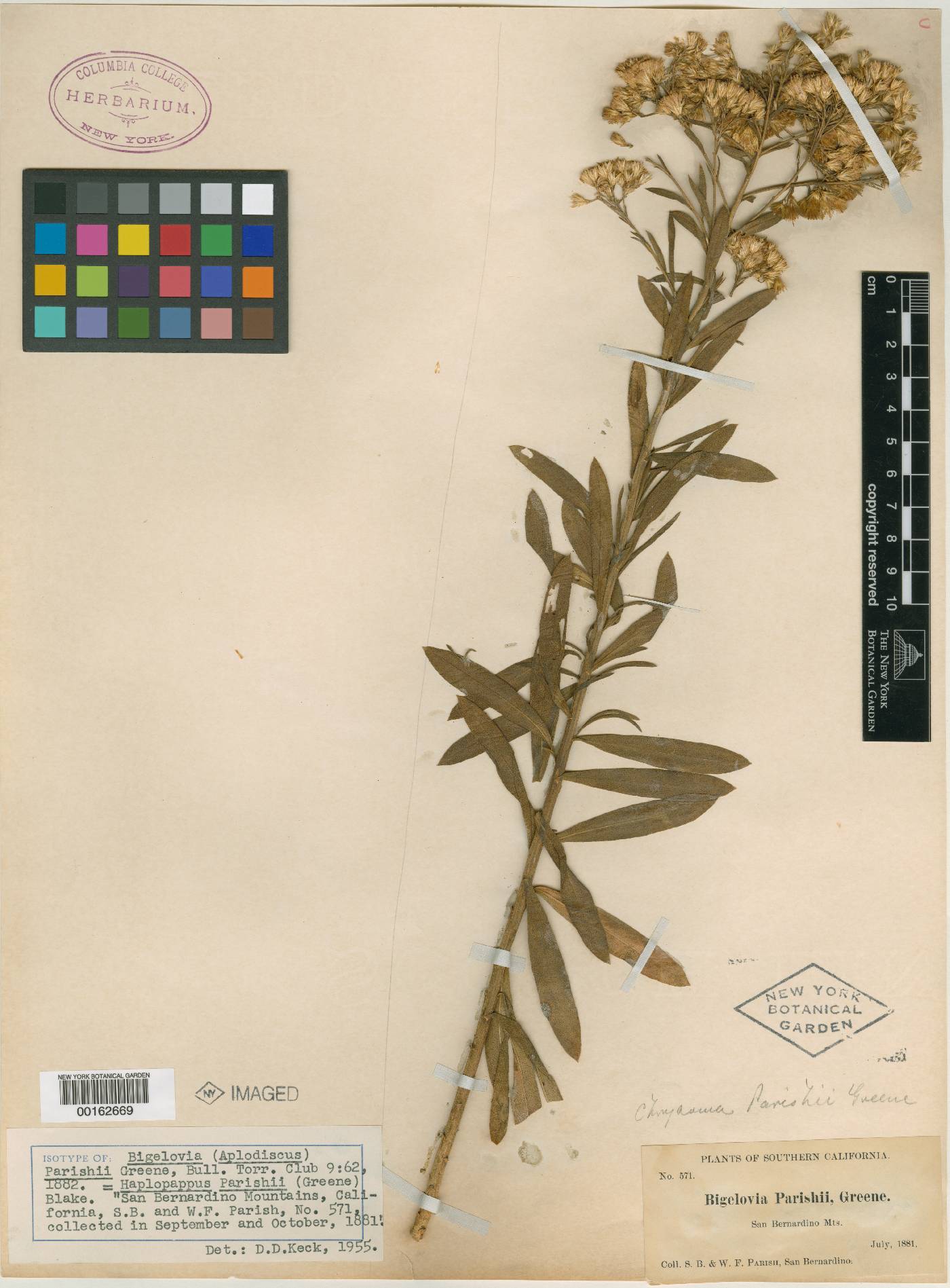 Bigelowia parishii image