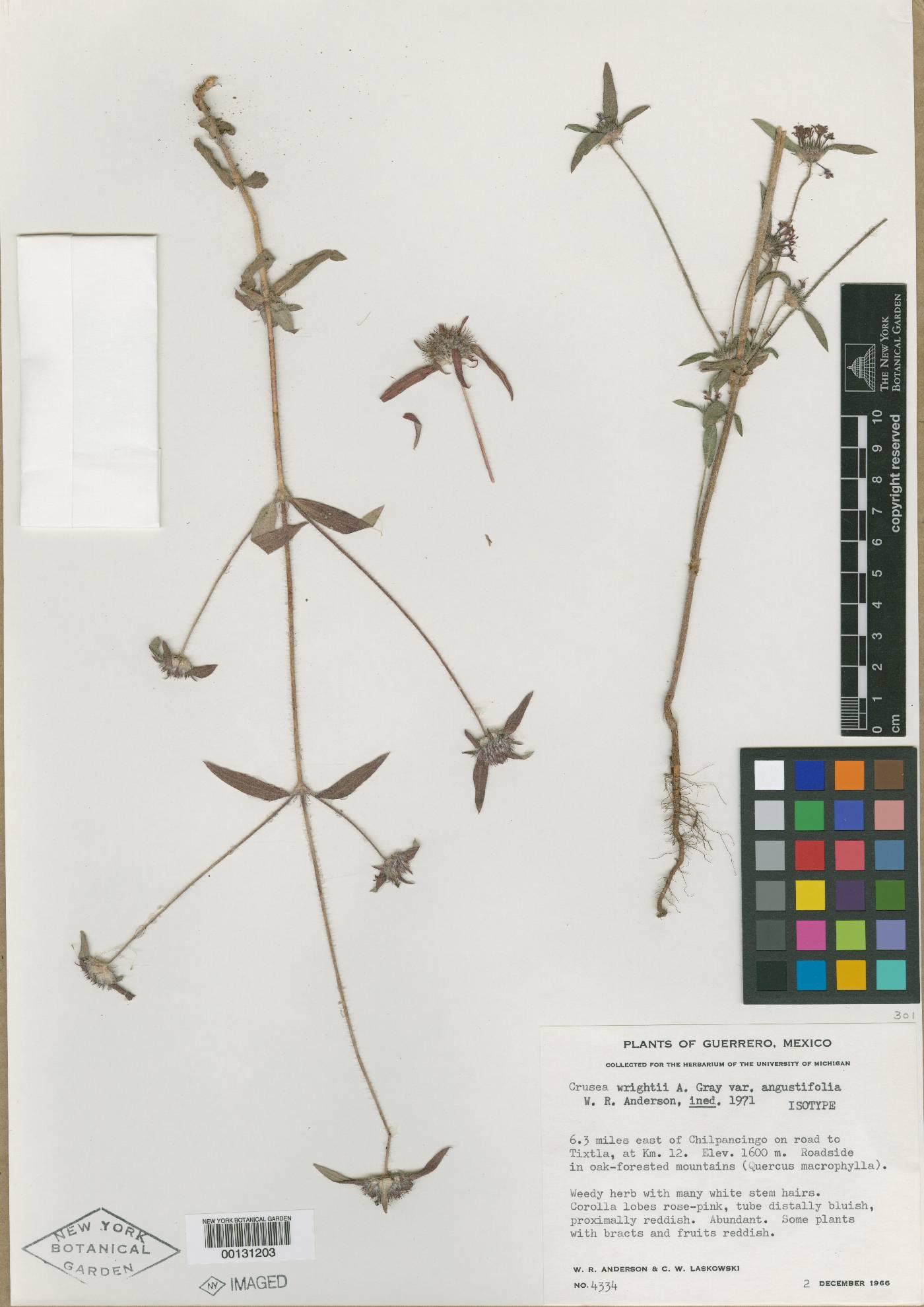 Crusea wrightii var. angustifolia image