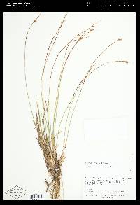 Juncus drummondii image