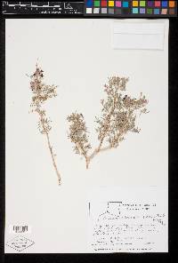 Psorothamnus arborescens image