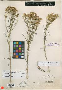 Gutierrezia longifolia image