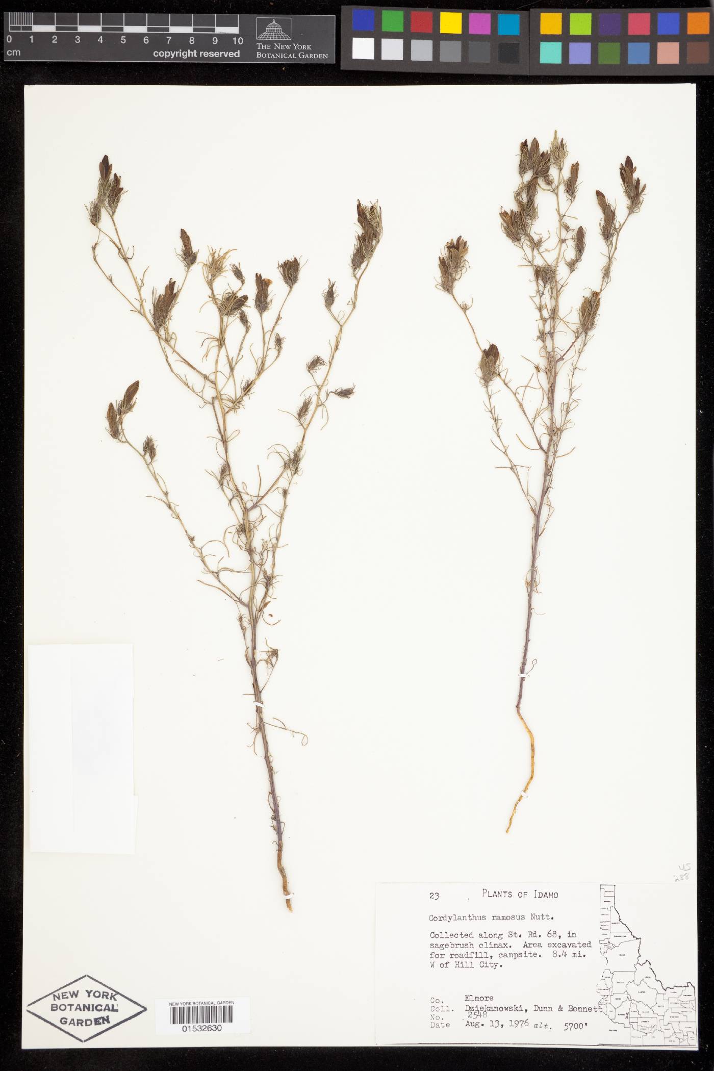 Cordylanthus ramosus image