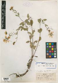 Gymnolomia brevifolia image