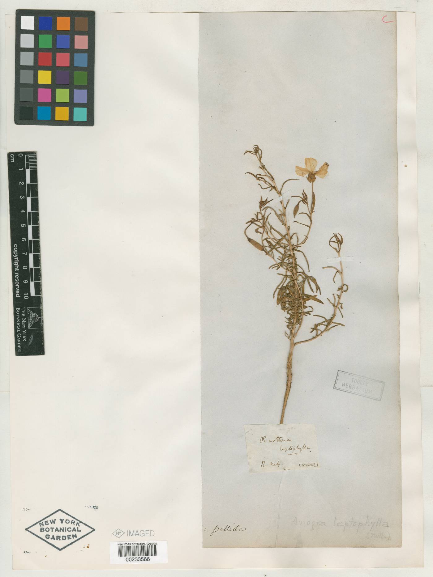 Anogra leptophylla image