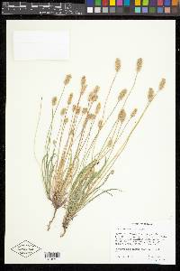 Plantago ovata image