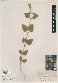 Verbena cameronensis image