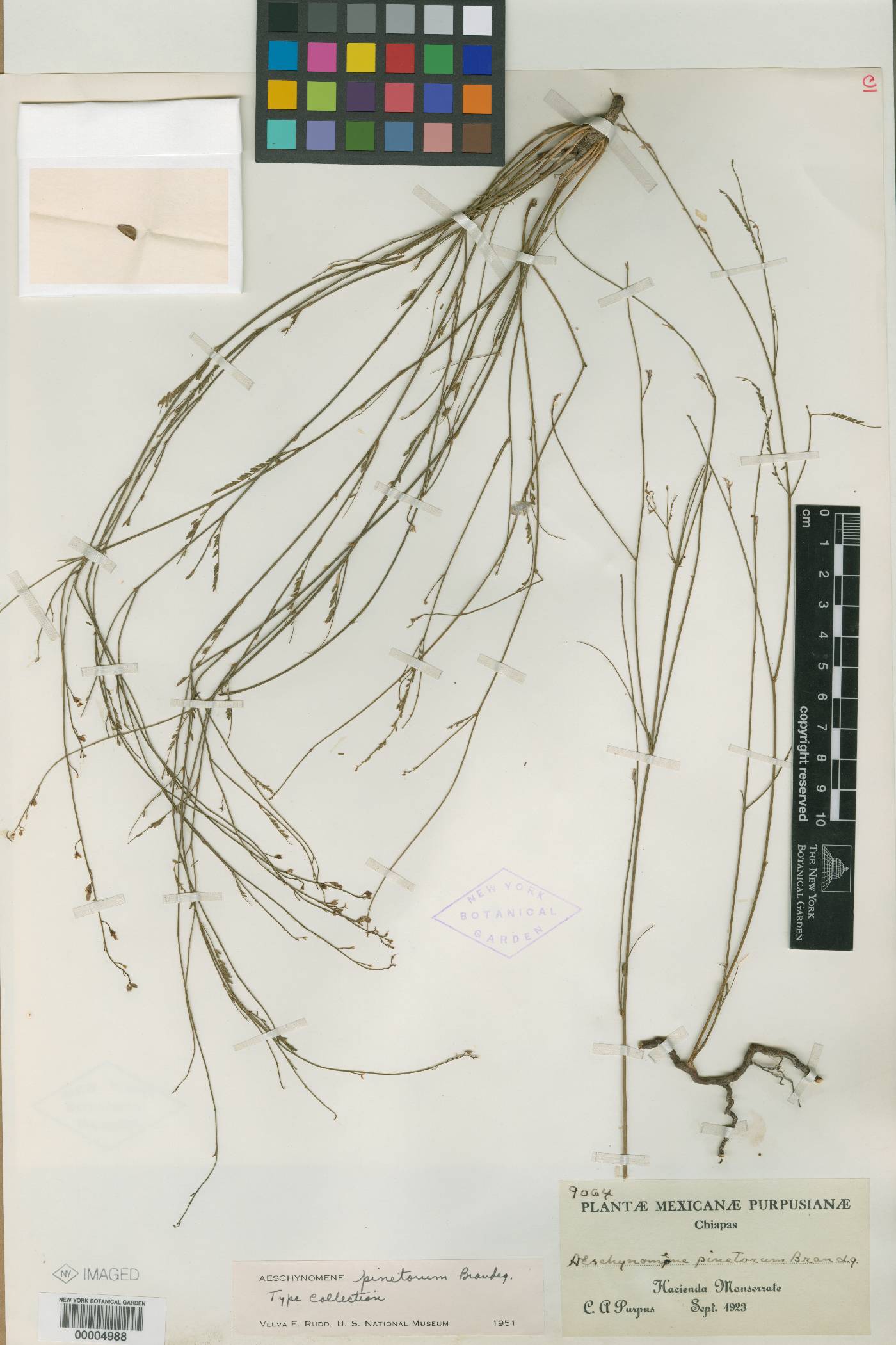 Aeschynomene pinetorum image