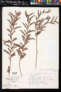 Chamaecrista nictitans var. patellaria image