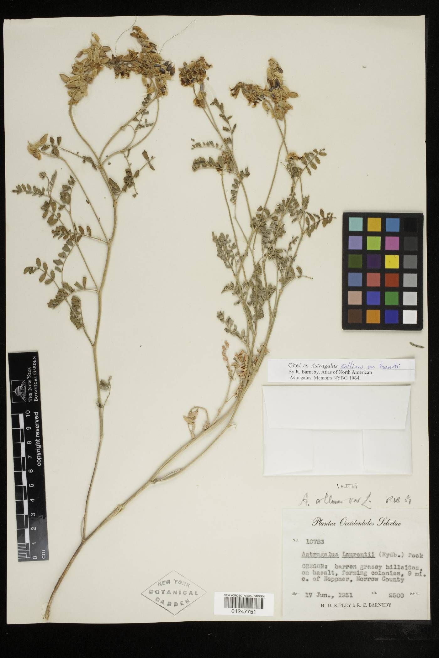 Astragalus collinus var. laurentii image