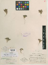 Phacelia scopulina image