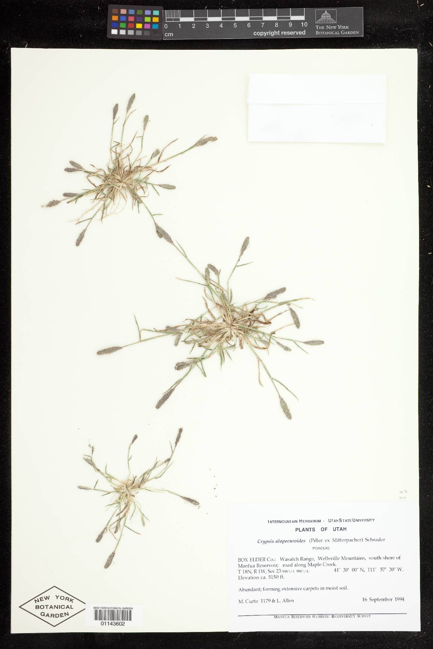 Crypsis alopecuroides image