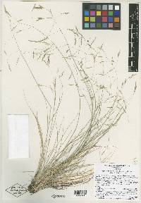 Stipa shoshoneana image