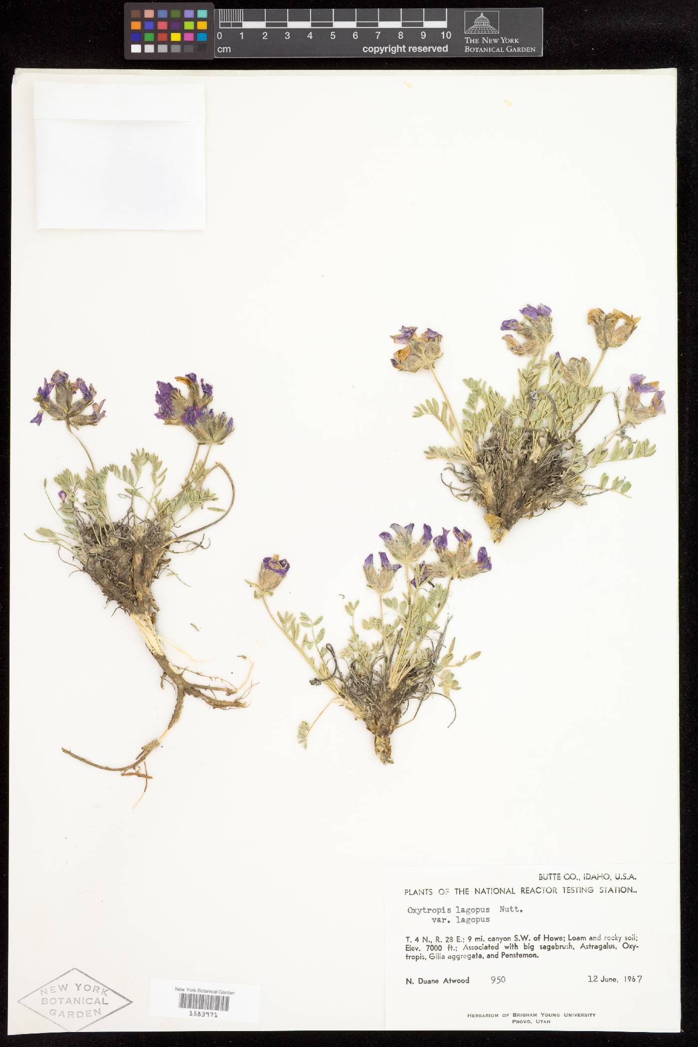 Oxytropis lagopus var. lagopus image