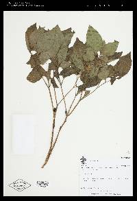 Lycianthes acapulcensis image