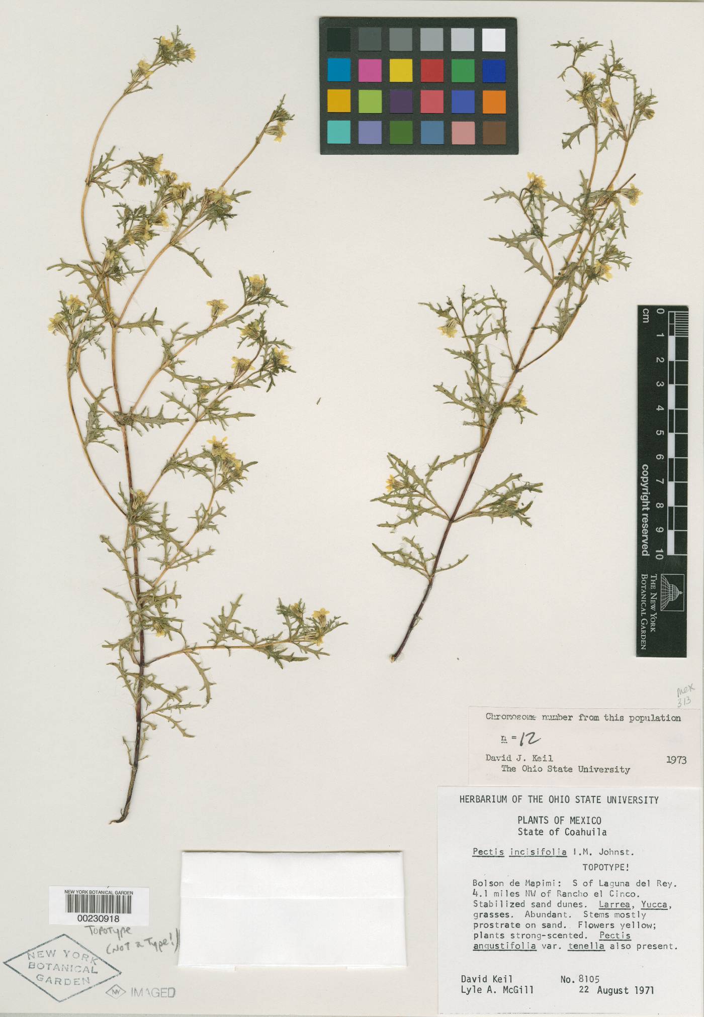 Pectis incisifolia image