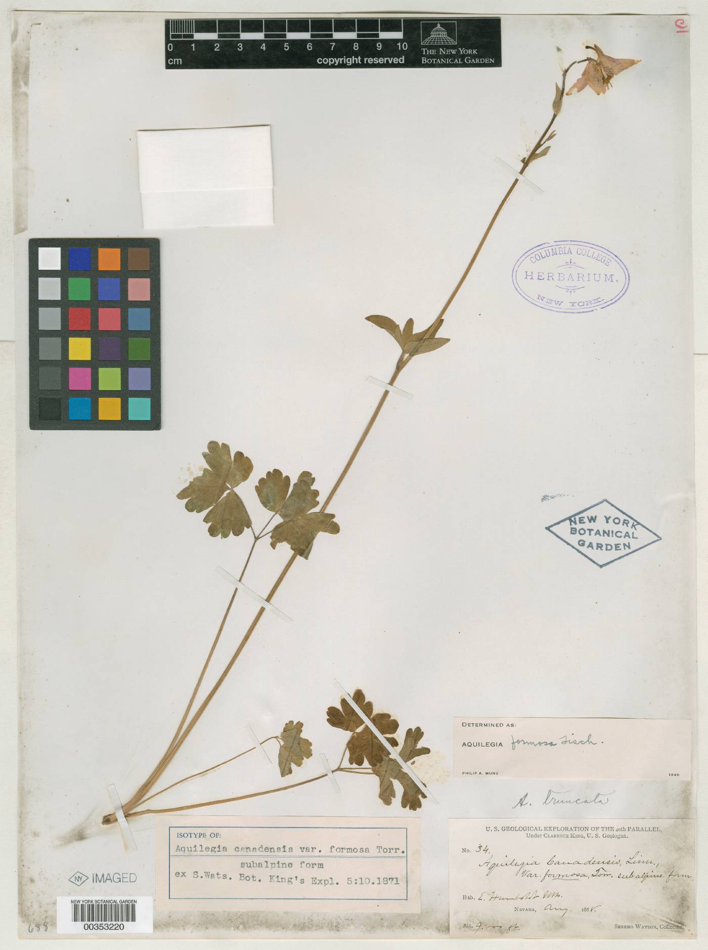 Aquilegia canadensis var. formosa image