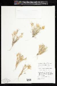 Dasyochloa pulchella image